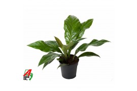 Anthurium ellipticum jungle bush