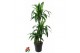 Dracaena fragr. hawaiian sunshine 60-30-15 