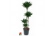 Dracaena fragr. compacta 90-60-30-15 