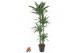 Dracaena fragr. der. warneckei 120-90-60-30 