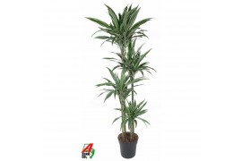 Dracaena fragr. der. warneckei 120-90-60-30