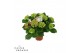 Hydrangea macr. hi fire Lila 9-10 Bloem 