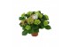 Hydrangea macr. hi fire Lila 9-10 Bloem 