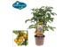 Solanum lycopersicum tomaat pick&joy candytom yellow 