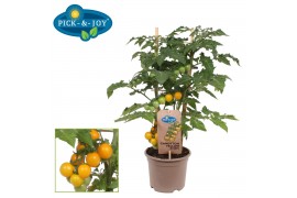 Solanum lycopersicum tomaat pick&joy candytom yellow