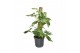 Syngonium mottled mosstok 