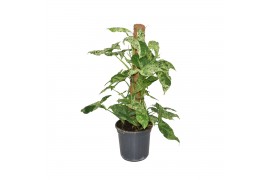 Syngonium mottled mosstok