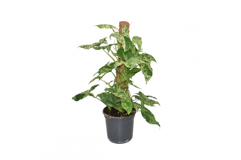 Syngonium mottled mosstok 