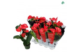 Anthurium andr. michigan 5+
