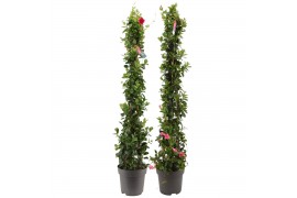 Mandevilla sundaville mixkar Zuil - Mix Rood & roze