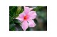 Mandevilla sundaville mixkar Zuil - Mix Rood & roze 