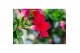 Mandevilla sundaville mixkar Zuil - Mix Rood & roze 