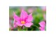 Mandevilla diamantina opale fuchsia flammé Zuil - Roze 