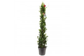 Mandevilla sundaville red Zuil - Rood