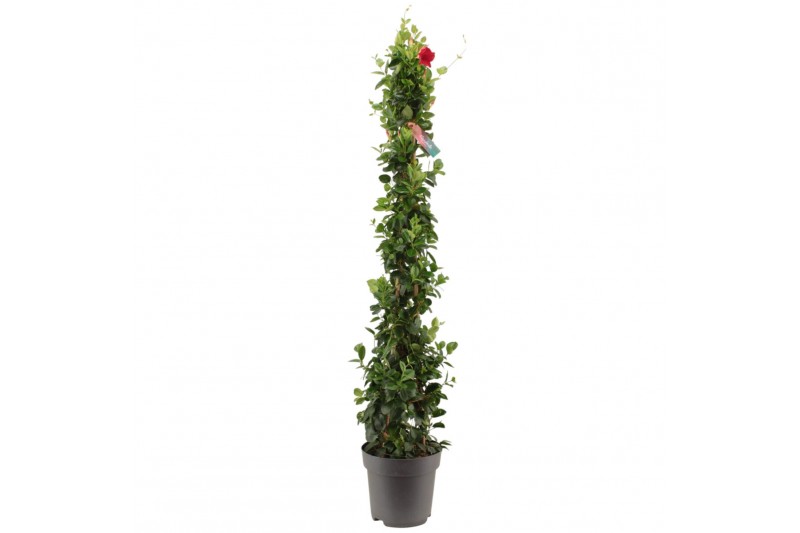 Mandevilla sundaville red Zuil - Rood 