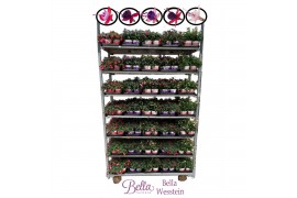 Fuchsia bella mixkar Bella Fuchsia mixlagen hang/staand (mix per laag)