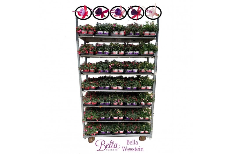 Fuchsia bella mixkar Bella Fuchsia mixlagen hang/staand (mix per laag) 