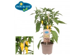 Capsicum annuum peper pick&joy hot chili yellow