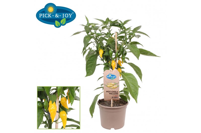 Capsicum annuum peper pick&joy hot chili yellow Capsicum annuum peper pick&joy hot chili yellow