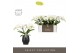 Phalaenopsis wit Tablo Champagne 2 tak in Abruzzo Black Aquo 