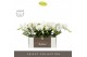 Phalaenopsis wit Tablo Champagne 2 tak in Abruzzo Black Aquo 