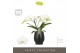 Phalaenopsis wit Tablo Champagne 2 tak in Abruzzo Black Aquo 
