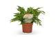 Polystichum tsussimense / athyrium 