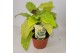 Calathea fusion yellow lemon 