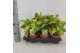 Calathea fusion yellow lemon 