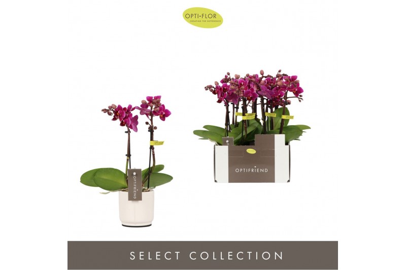 Phalaenopsis multiflora paars Optifriend Emma 2 spike in Lazio White 1 