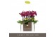 Phalaenopsis multiflora paars Optifriend Emma 2 spike in Lazio White 1 