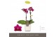 Phalaenopsis multiflora paars Optifriend Emma 2 spike in Lazio White 1 