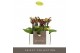 Phalaenopsis multiflora Optifriend Esmee 2 spike in Lazio White 10 bl. 