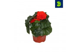 Begonia fortune  orange shades