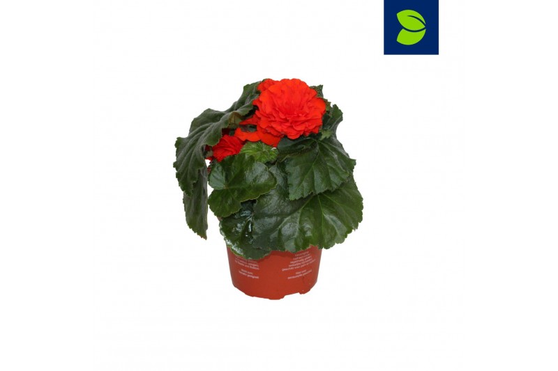 Begonia fortune  orange shades 