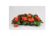 Begonia fortune  orange shades 