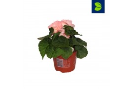Begonia fortune  pink