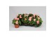 Begonia fortune  pink 