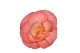 Begonia fortune  pink 