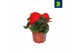 Begonia fortune  scarlet red 