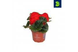 Begonia fortune  scarlet red