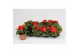 Begonia fortune  scarlet red 