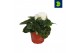 Begonia fortune  white 