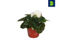 Begonia fortune  white