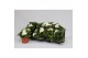Begonia fortune  white 