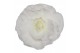 Begonia fortune  white 