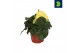 Begonia fortune  yellow 