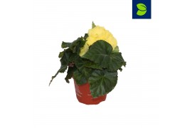 Begonia fortune  yellow