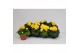 Begonia fortune  yellow 