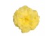 Begonia fortune  yellow 
